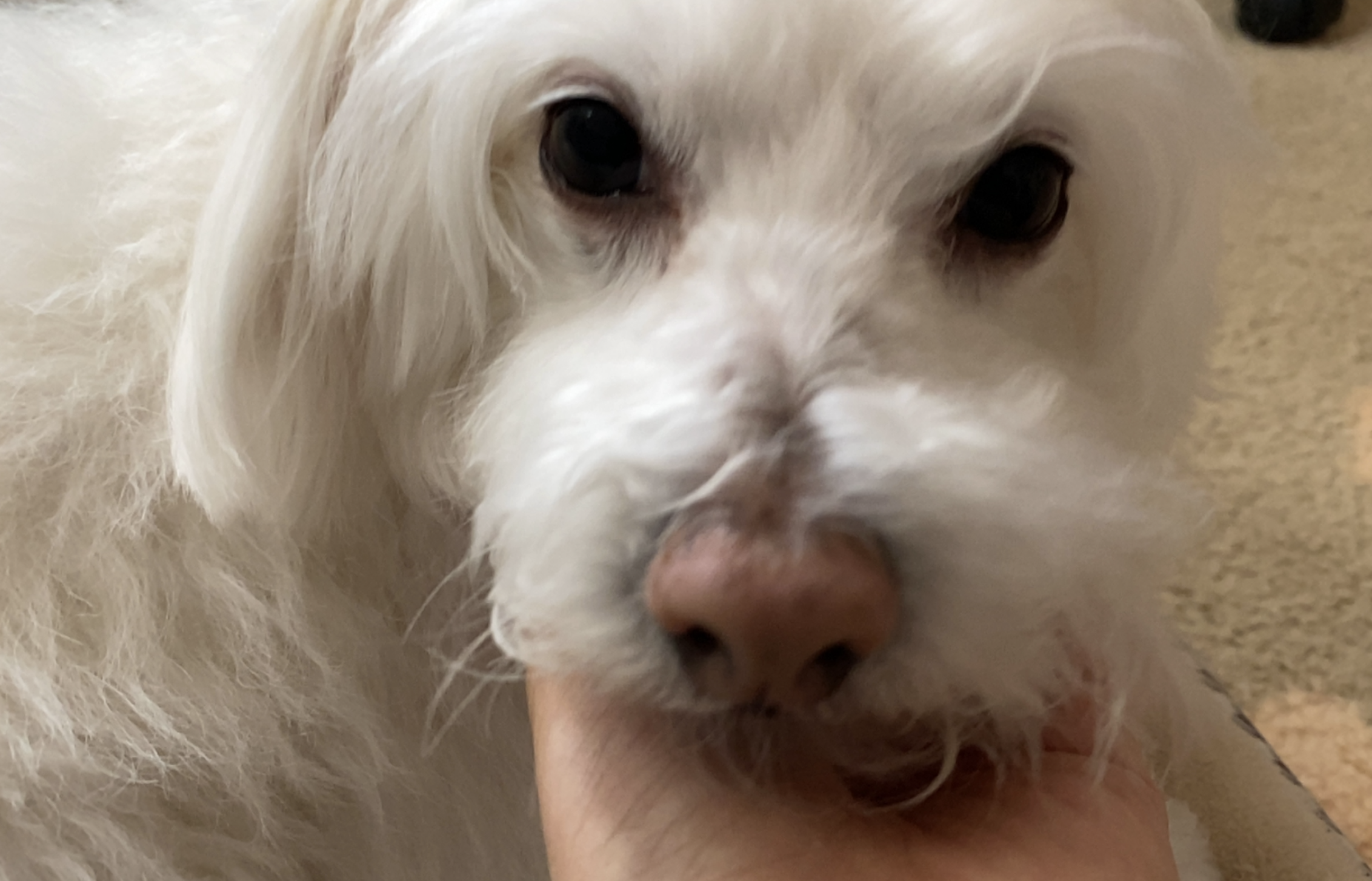 Dog Pic